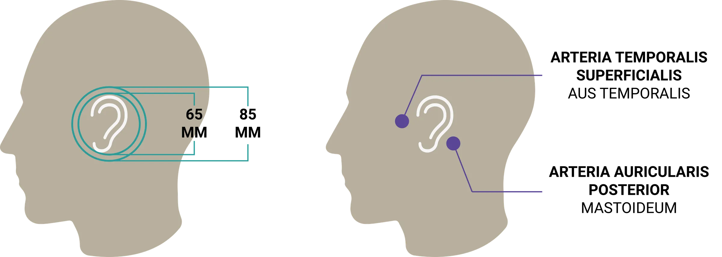 Ear dimensions and sensor placement over the temporal and posterior auricular arteries